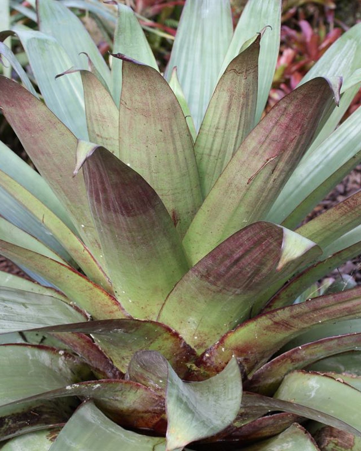 Foto de Bromélia