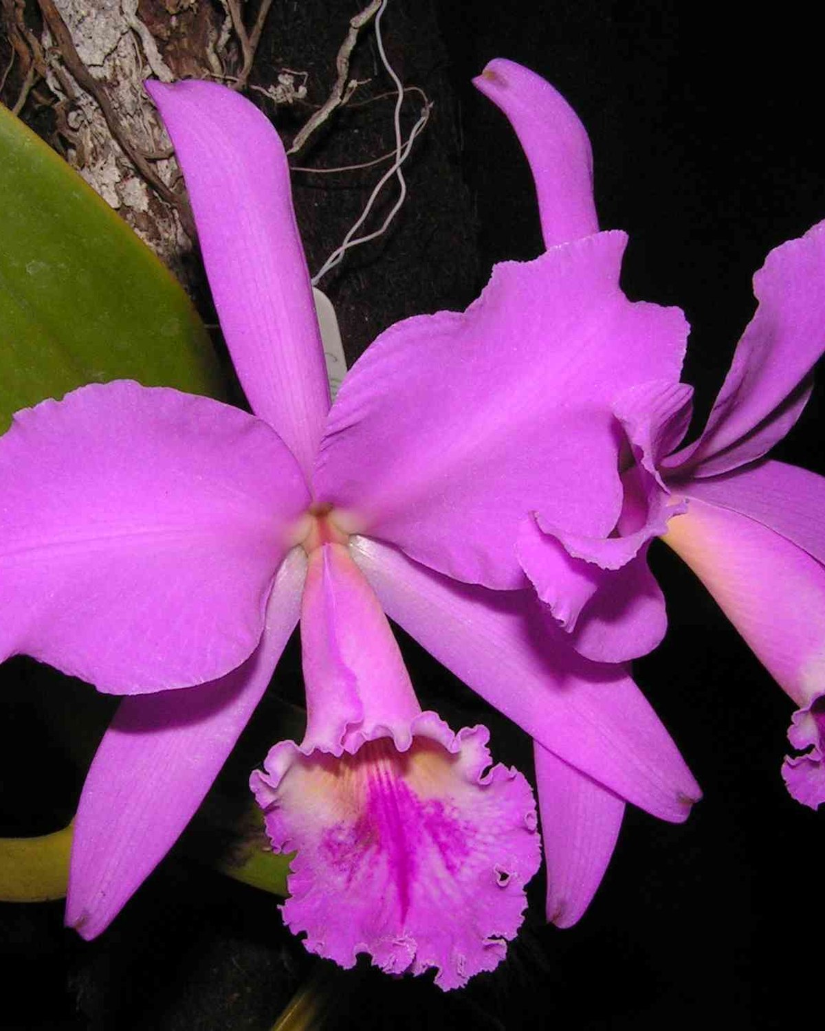 Foto de Cattleya-labiata