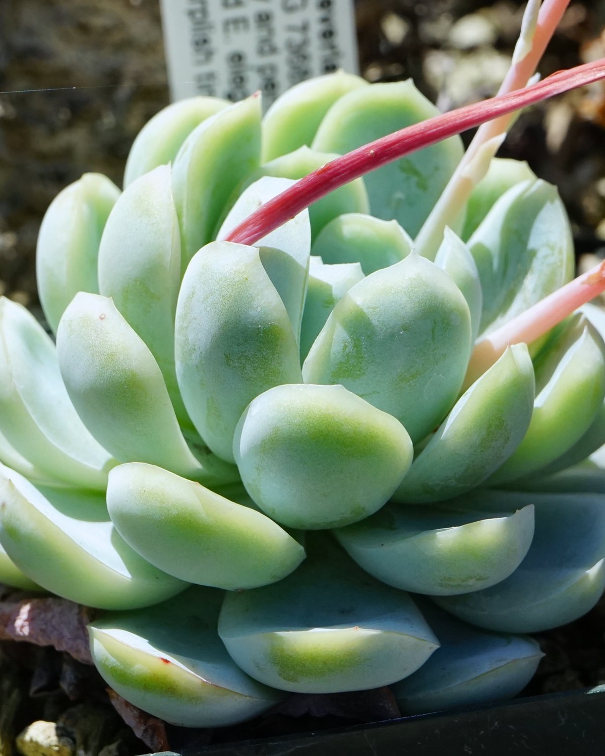 Foto de Echeveria