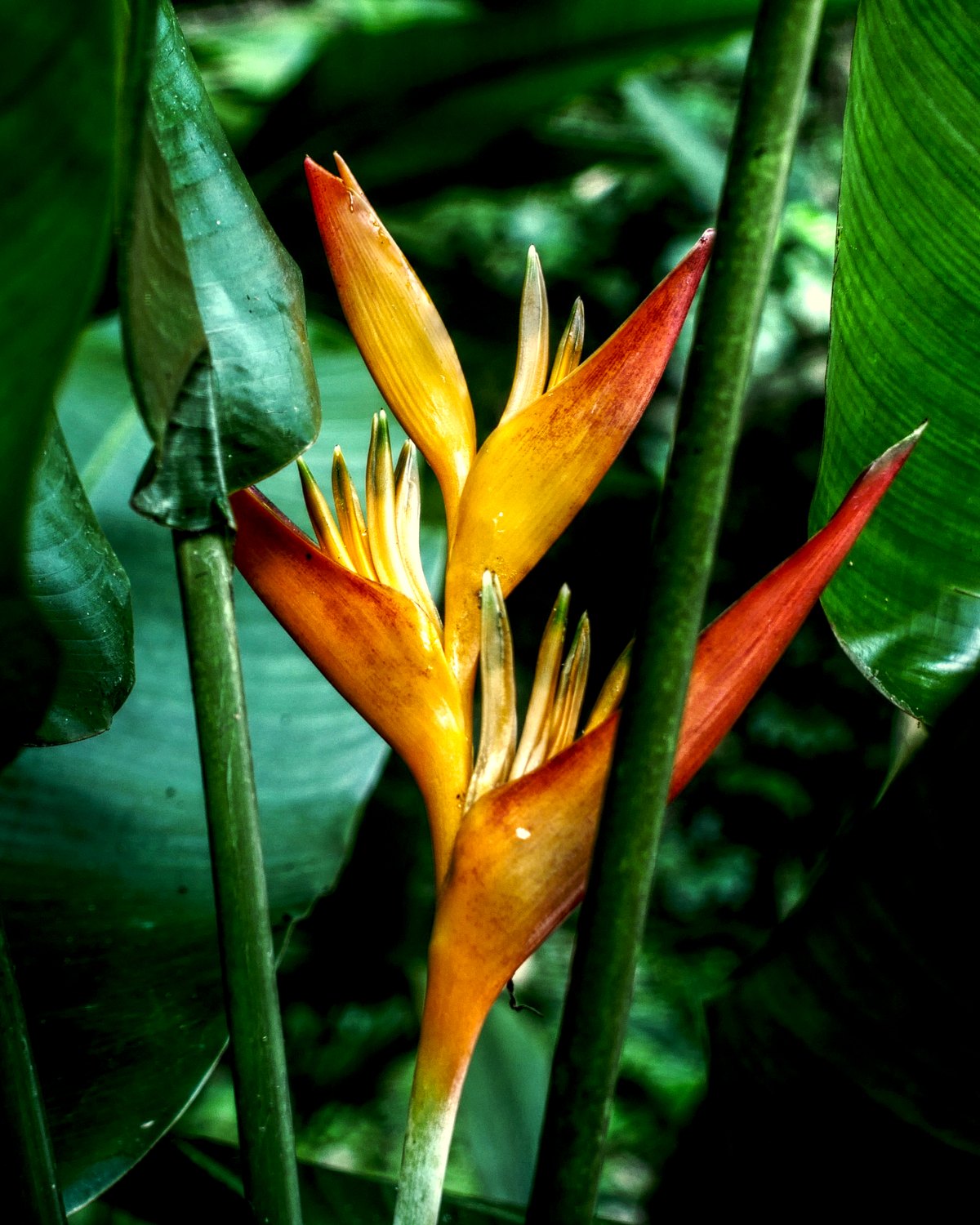 Foto de Helicônia