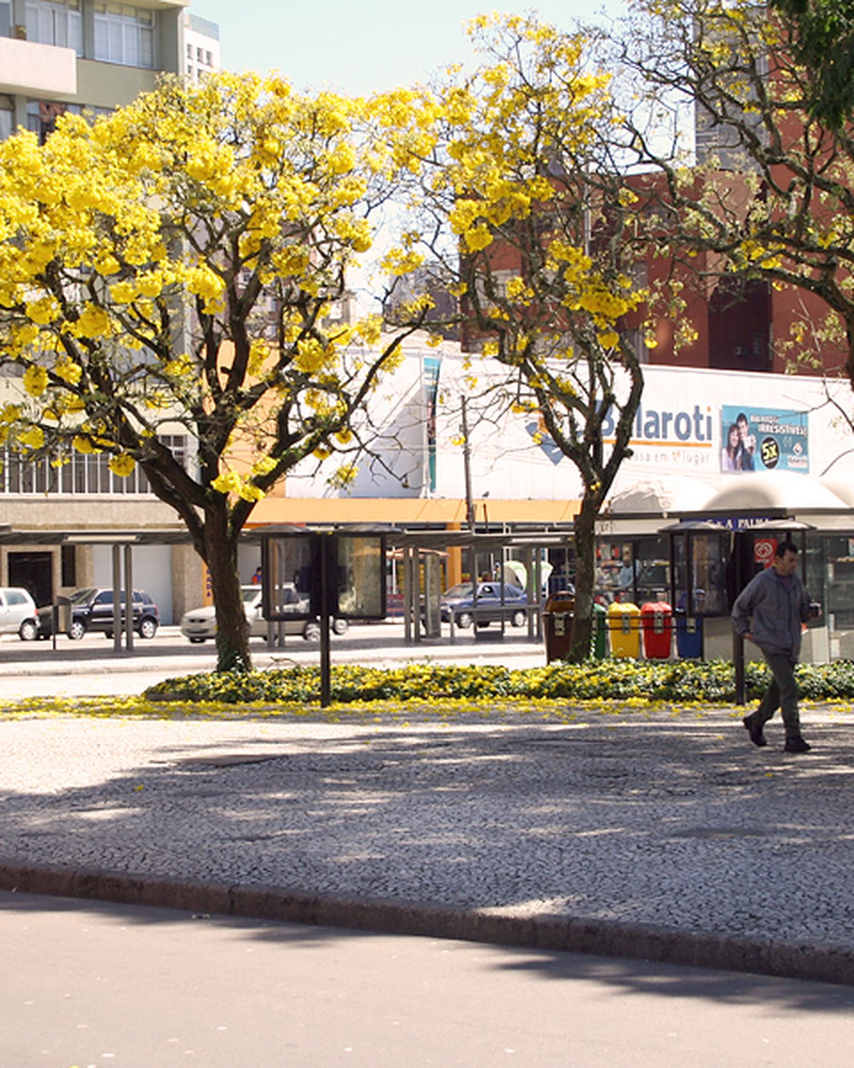 Foto de Ipê-amarelo