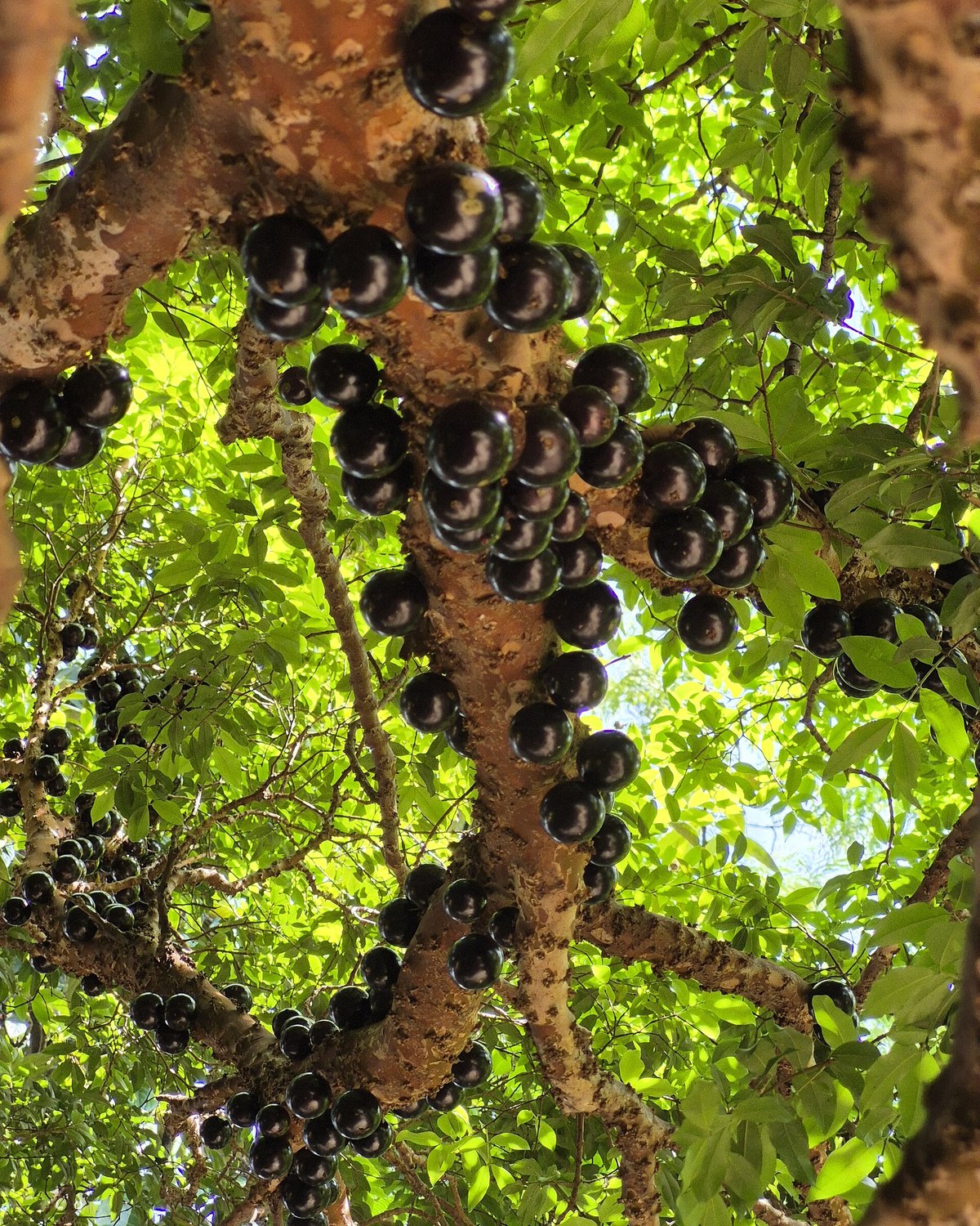 Foto de Jabuticabeira