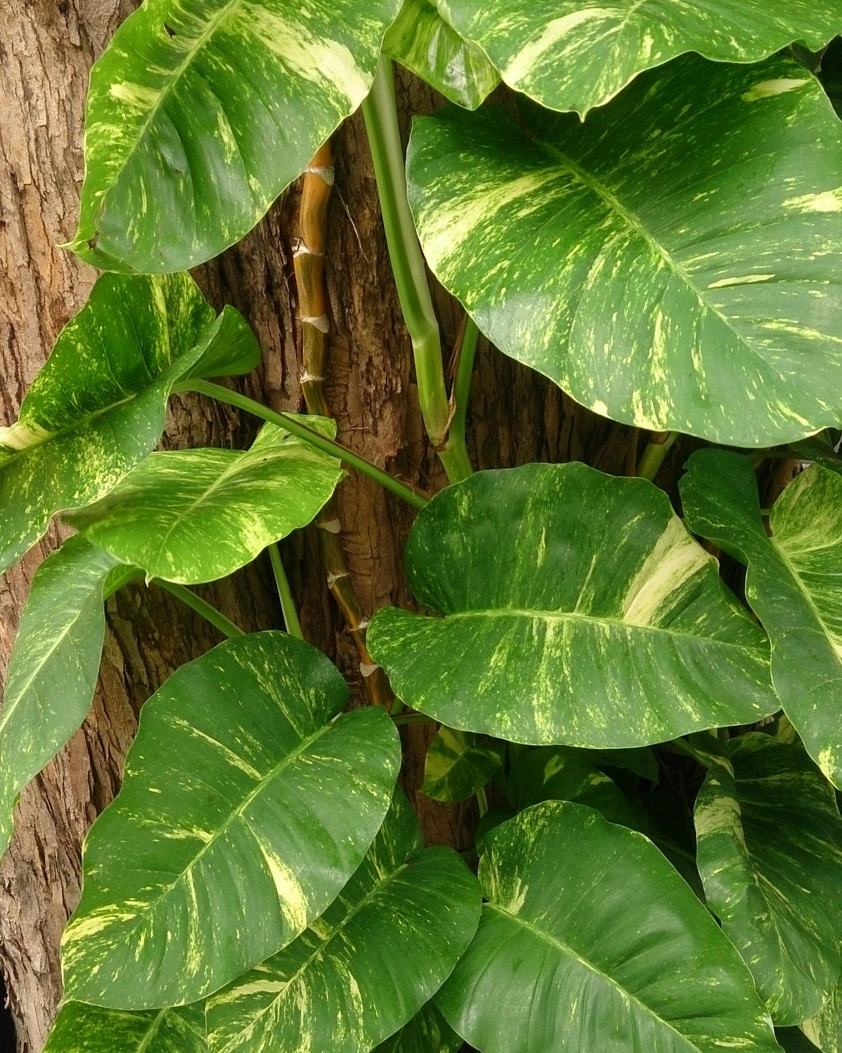 Foto de Jiboia