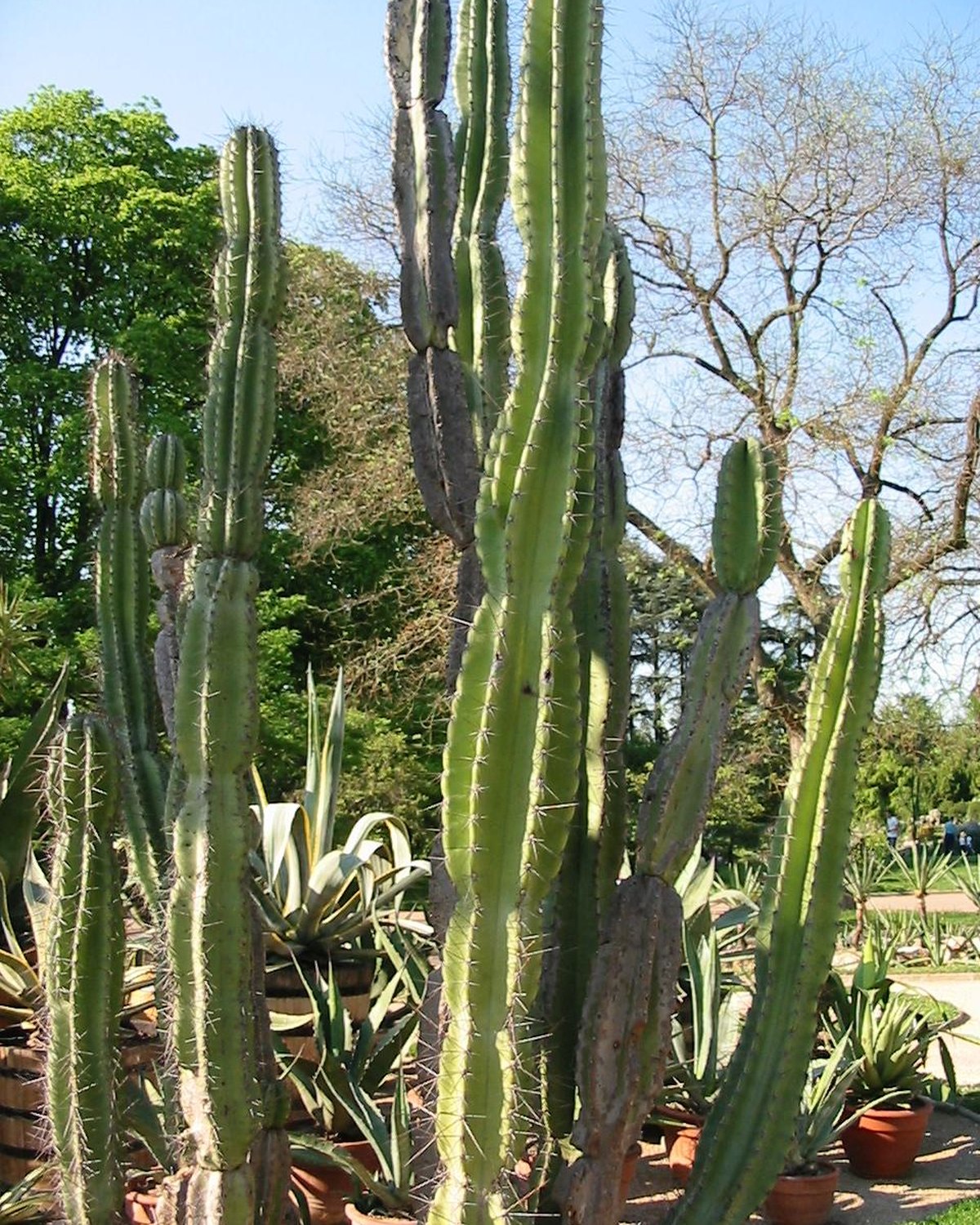 Foto de Mandacaru