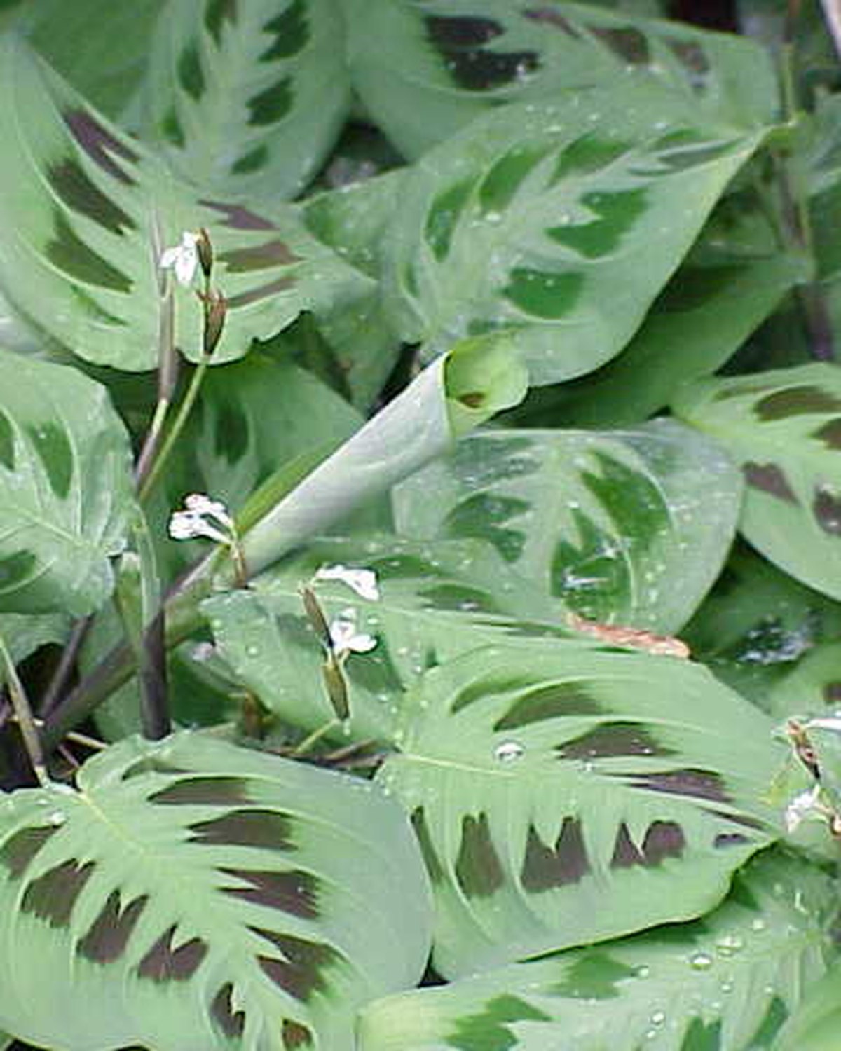 Foto de Maranta