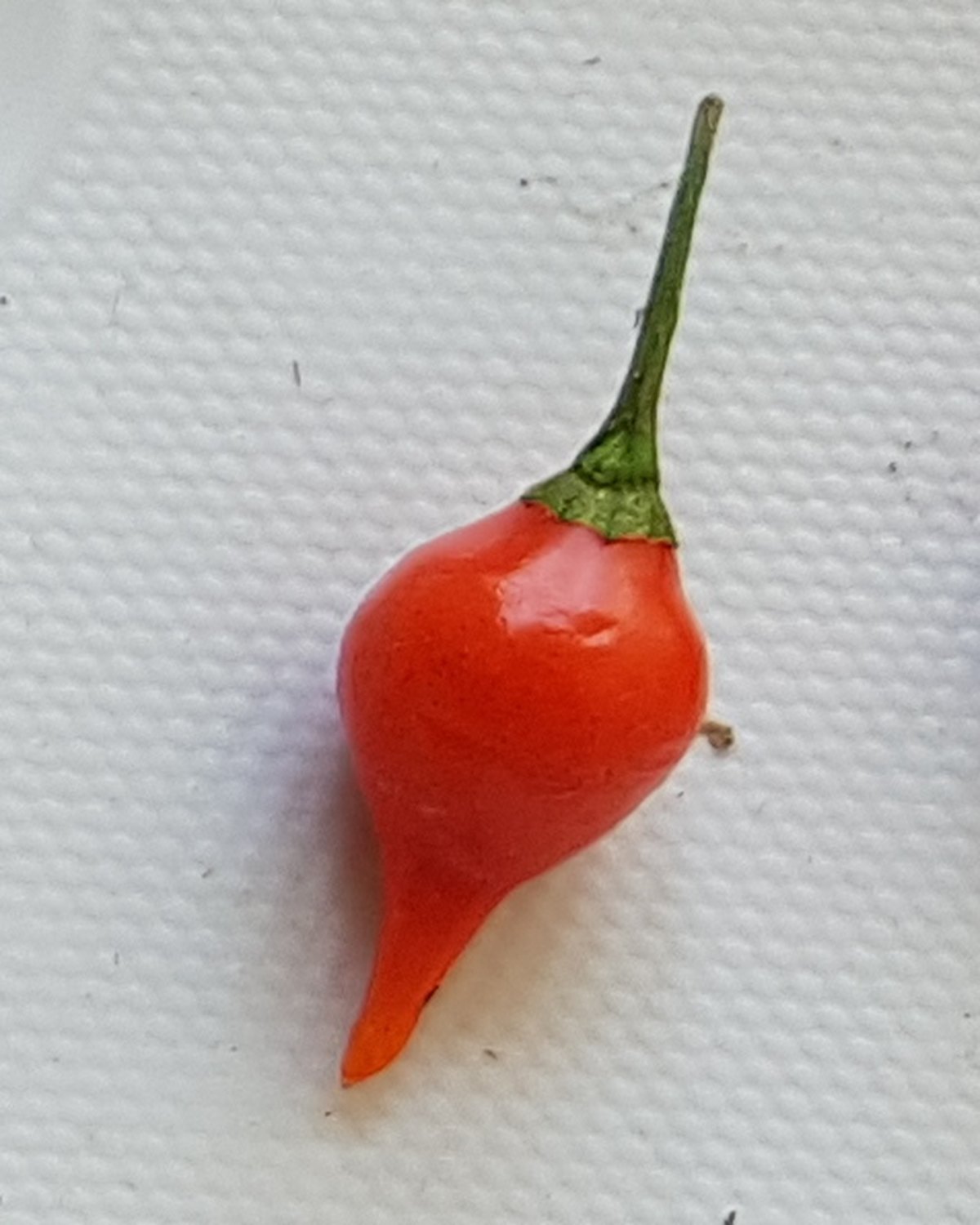 Foto de Pimenta-biquinho